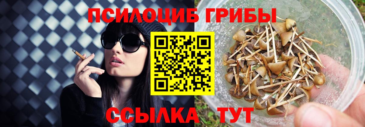 Каменка  Псилоцибиновые грибы Psilocybe  Вход с VPN 