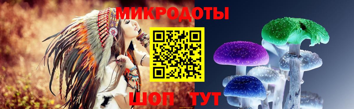 Псилоцибиновые грибы Psilocybe Каменка